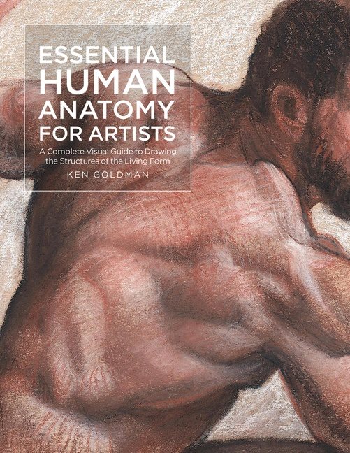 Essential Human Anatomy For Artists