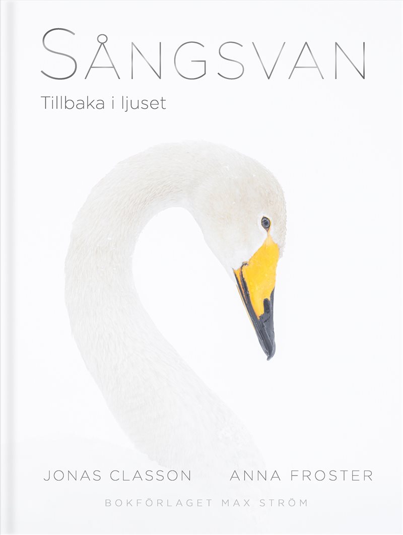 Sångsvan : Tillbaka i ljuset