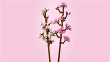 Körsbärsblommor