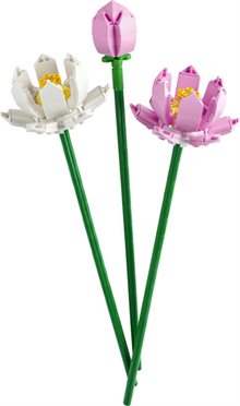 Lotusblommor
